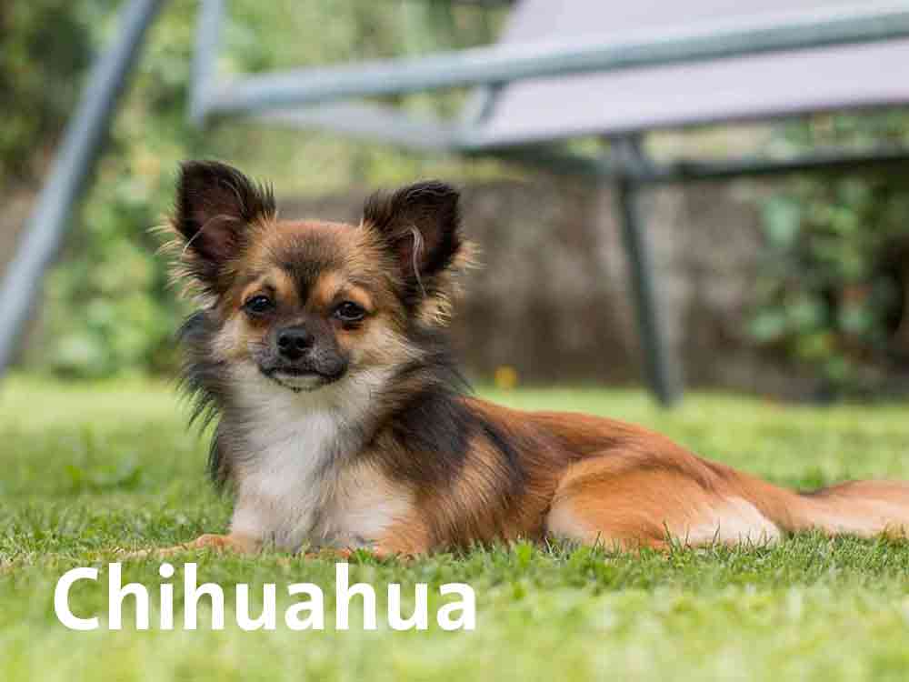 Der Chihuahua haart kaum