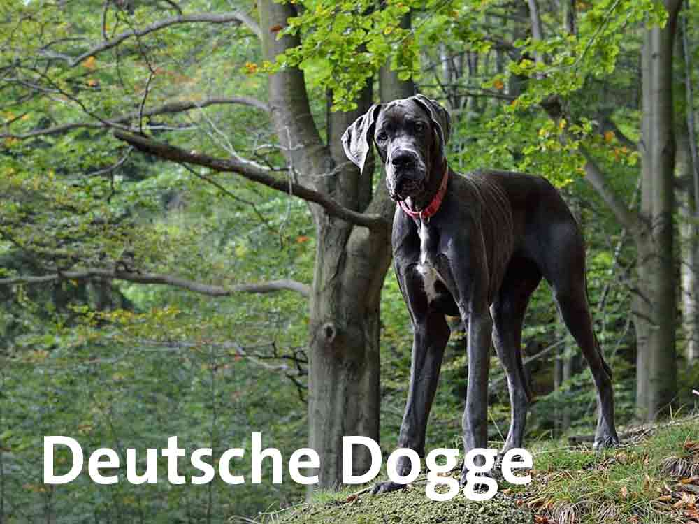 Die Deutsche Dogge haart kaum