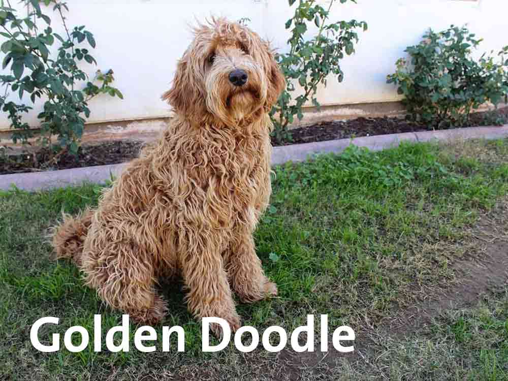 Der Golden Doodle haart kaum