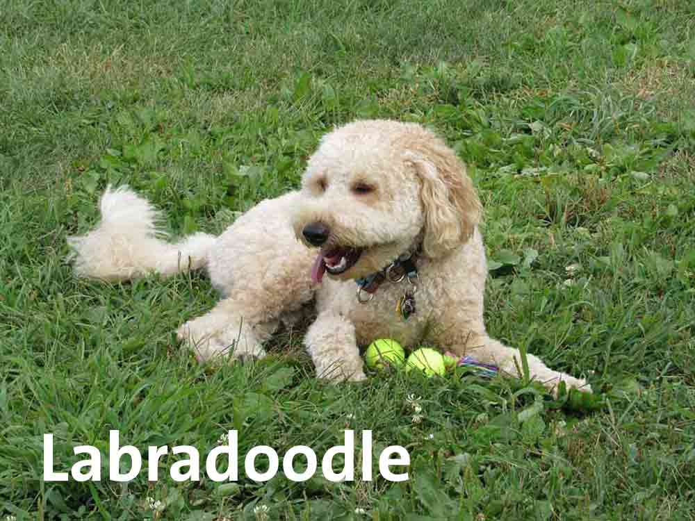 Der Labradoodle haart kaum