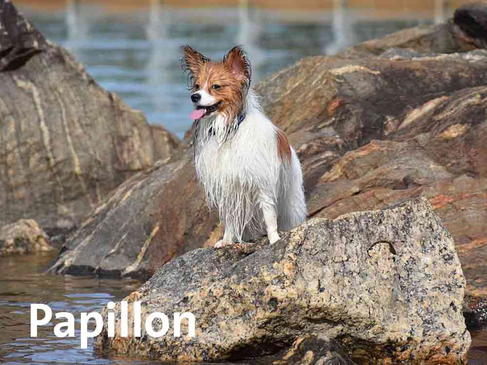 Der Papillon haart kaum