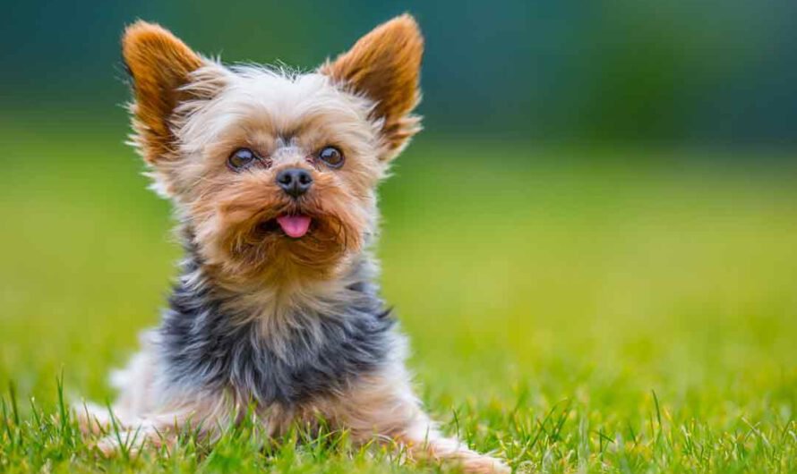 Yorkshire Terrier: Charakter, Haltung, Pflege