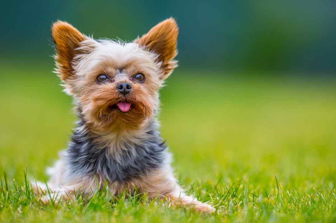 Yorkshire Terrier