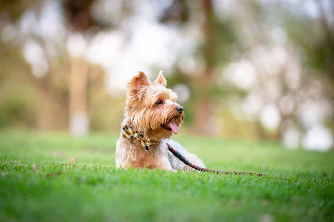 Auch ein Yorkshire Terrier möchte Erziehung genießen