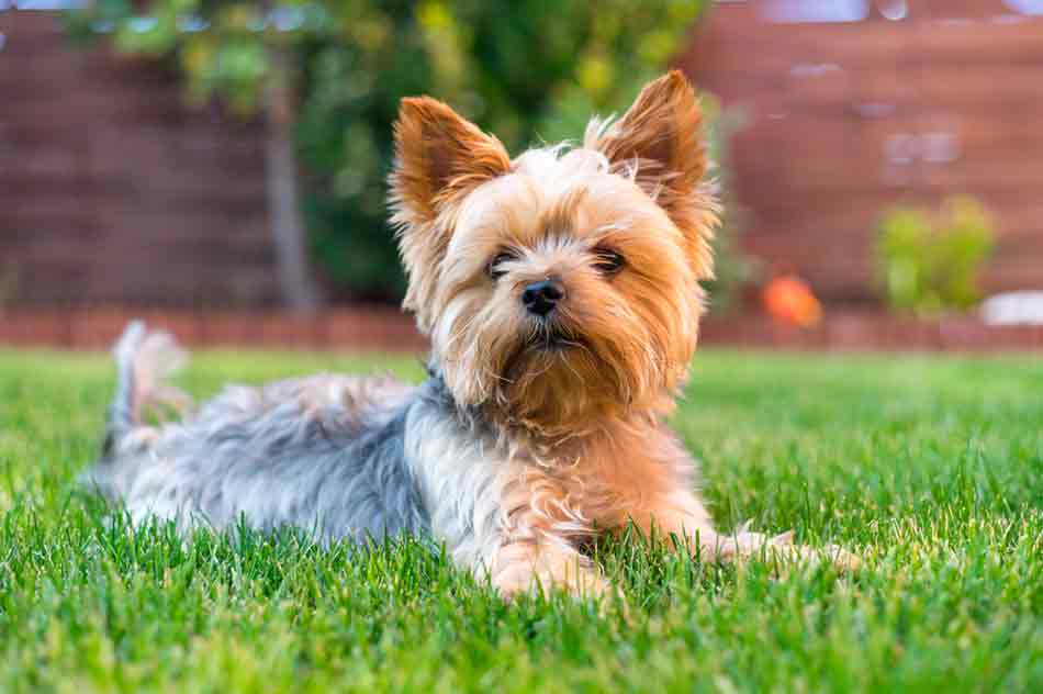 Wie groß wird ein Yorkshire Terrier?