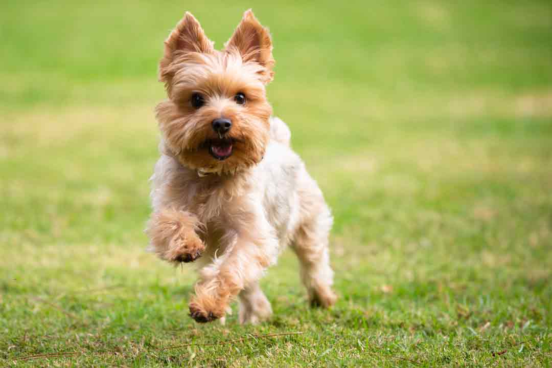 Der Yorkshire Terrier ist klein, hat aber ein riesiges Herz.