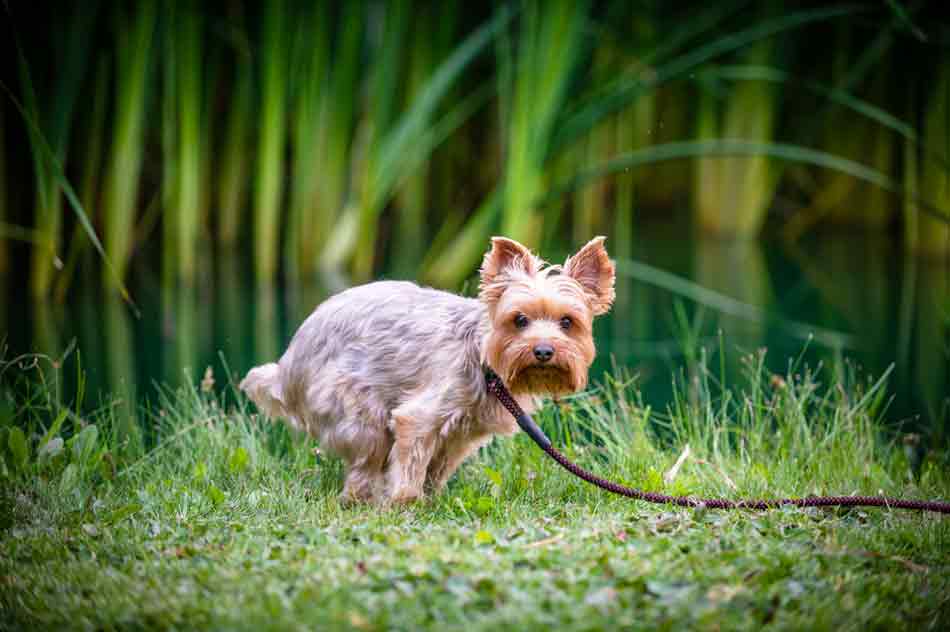 Ein Yorkshire Terrier löst sich