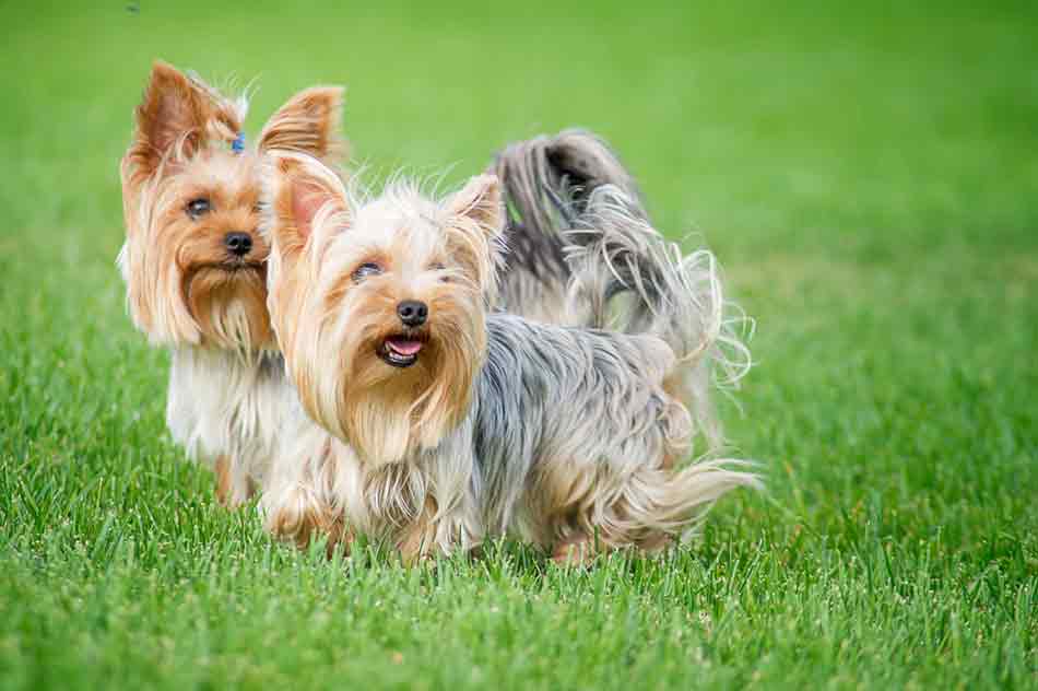 Welche Pflege braucht ein Yorkshire Terrier?