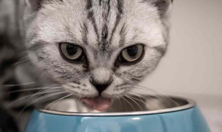 5 Tipps für eine artgerechte Ernährung bei Katzen