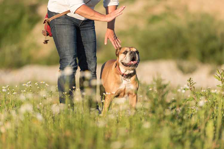 Fehler in der Hundeerziehung: Überforderung des Hundes