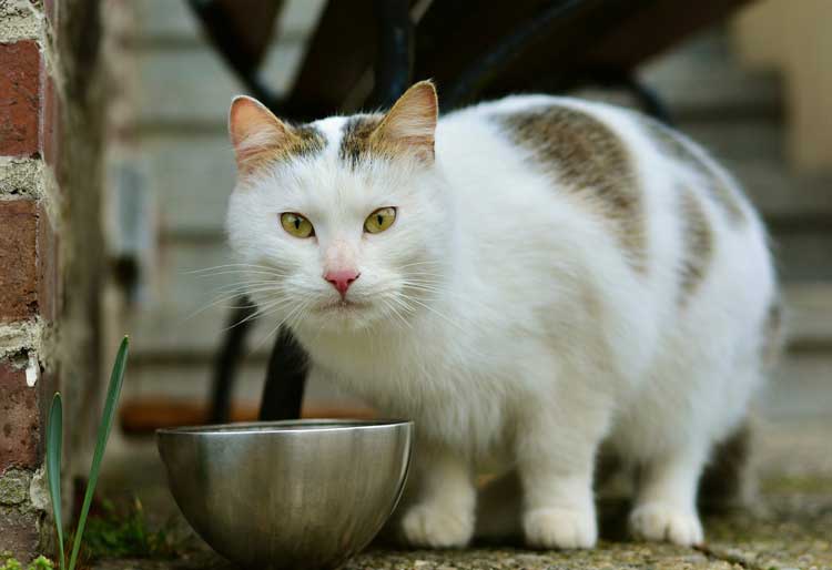 Katze artgerecht ernähren