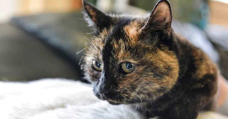 Katze Tilly wartet auf ein Zuhause.