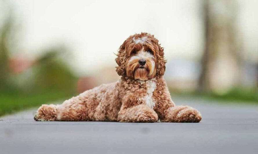 Labradoodle: Charakter, Pflege und Haltung