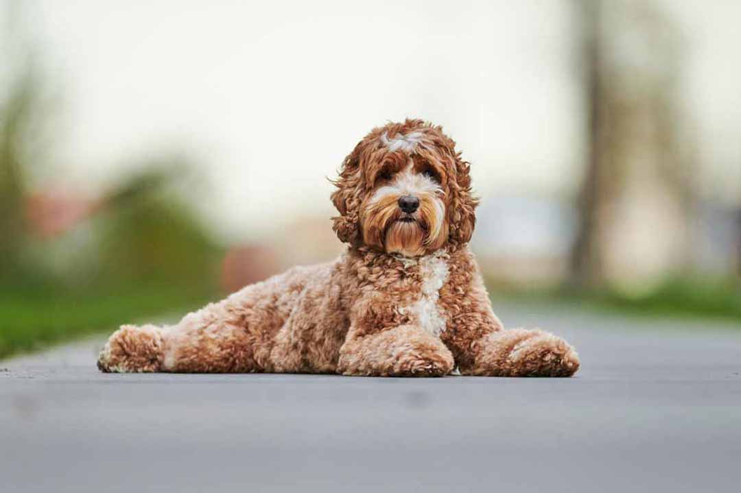 Ein Labradoodle liegt auf der Straße.