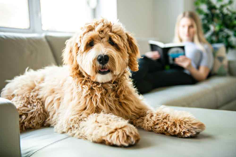 Ein Labradoodle liegt auf der Couch