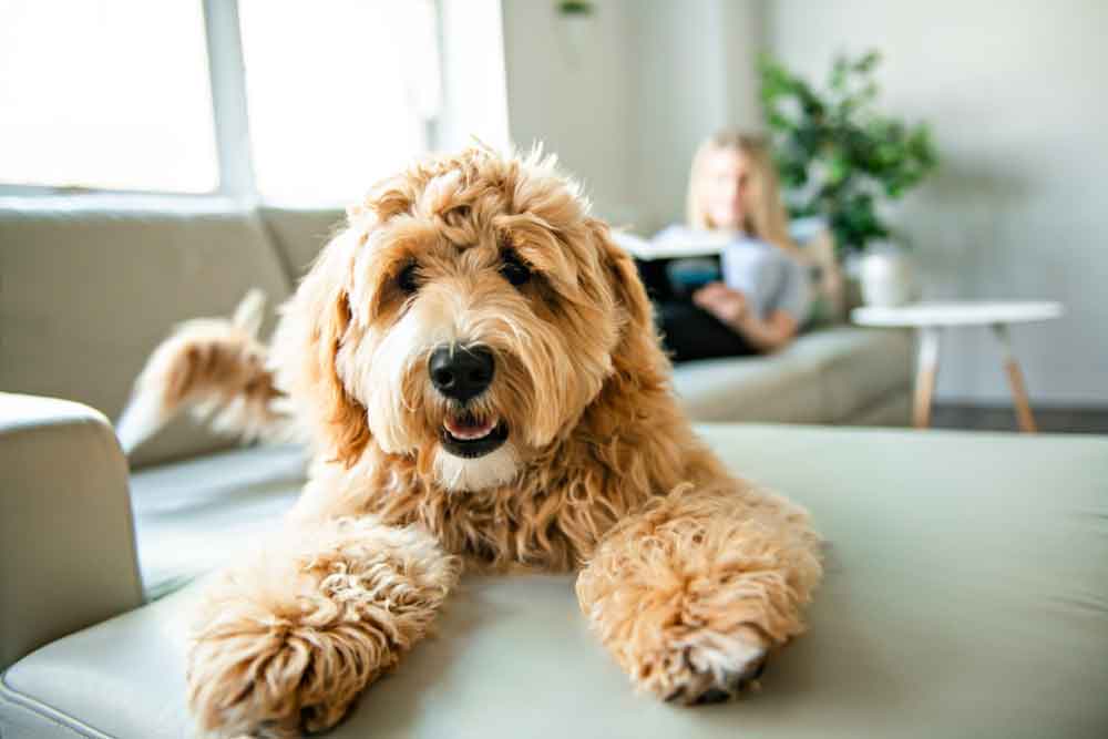 Ein Labradoodle liegt auf dem Sofa