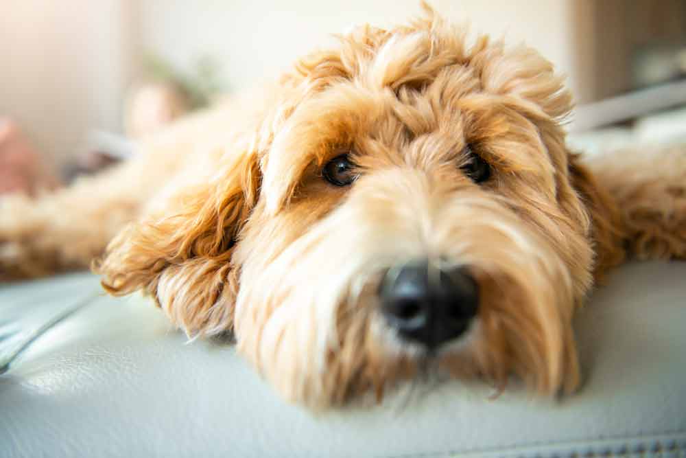 Ein Labradoodle liegt entspannt in der Gegend herum