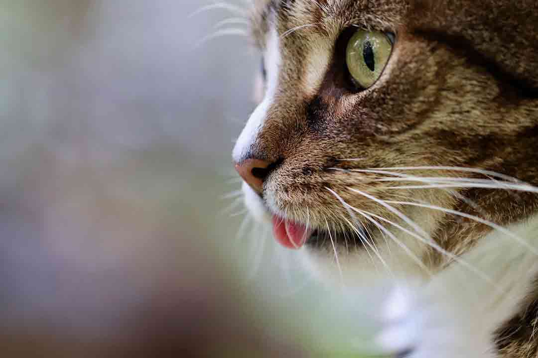 Nahrungsergänzung für Katzen