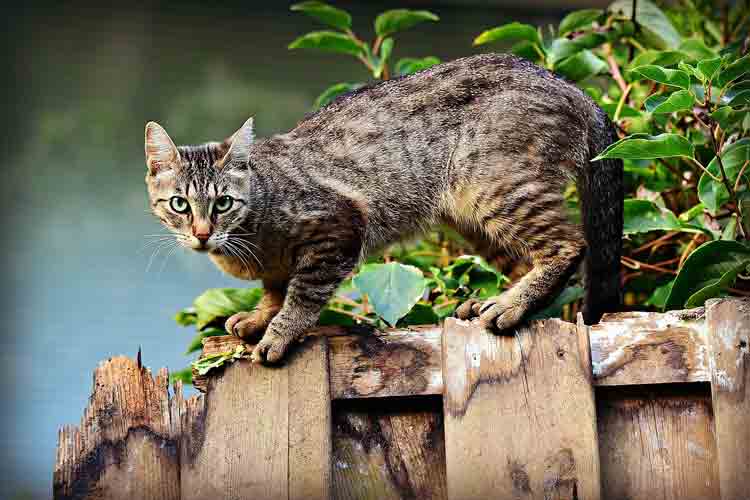 Eine Freigängerkatze auf einem Holzzaun