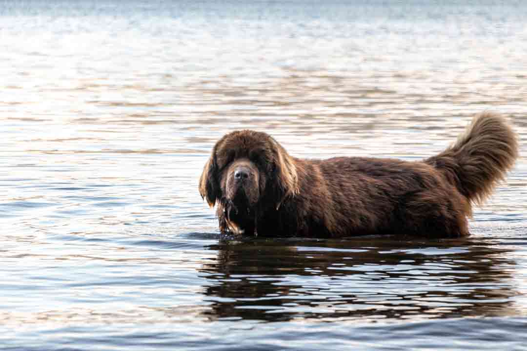 Der Neufundländer ist eine richtige Wasserratte.