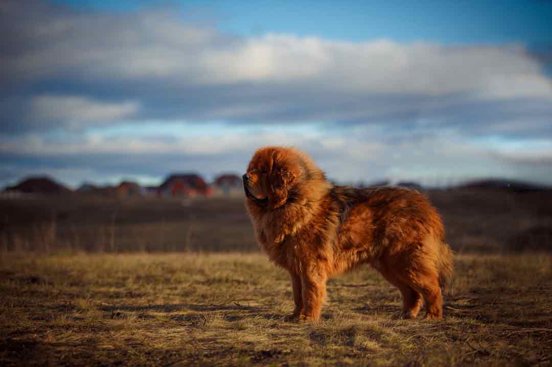 Teuerste Hunde: Welche Hunde sind teuer?