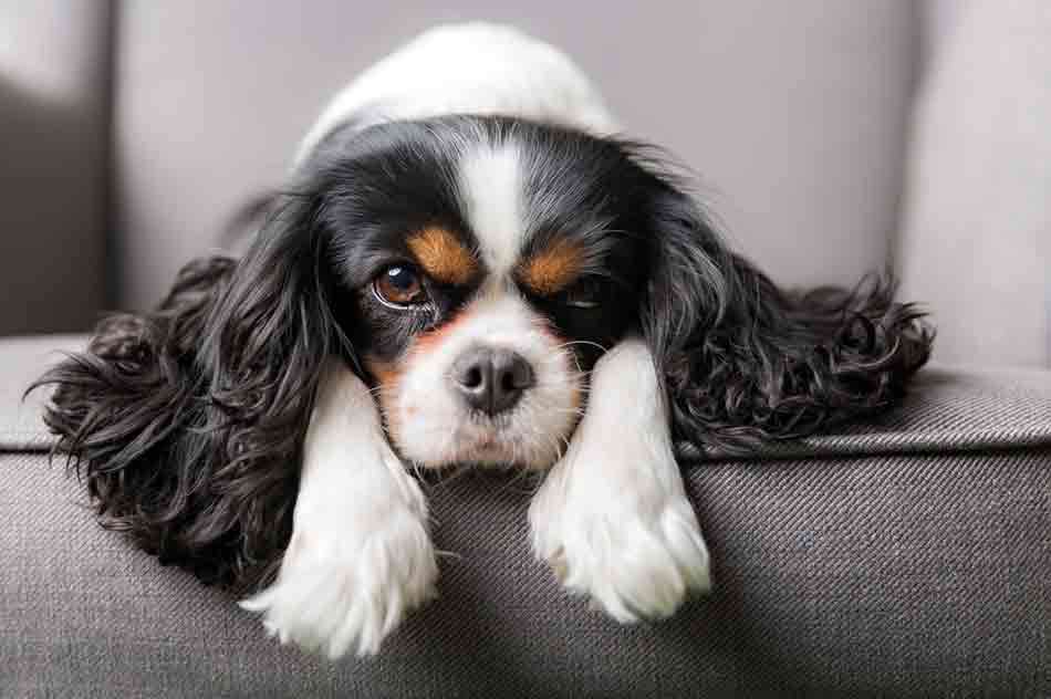 Der Cavalier King Charles Spaniel ist sehr teuer, aber auch sehr süß.