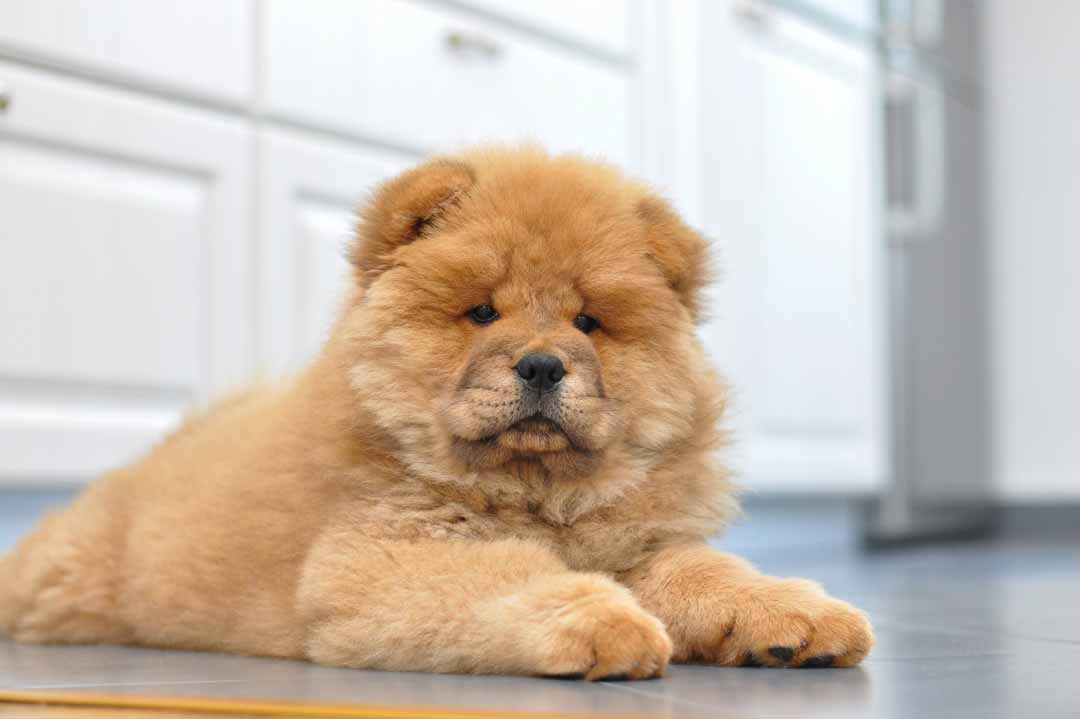 Auch der Chow-Chow ist einer der teuren Hunde.