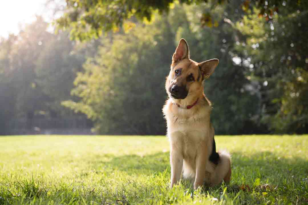 Treu ergeben und daher (fast) unbezahlbar ist der Deutsche Schäferhund.