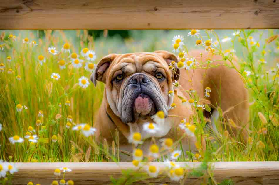 Die Englische Bulldogge bringt so schnell nichts aus der Ruhe. Auch nicht ihr Preis.