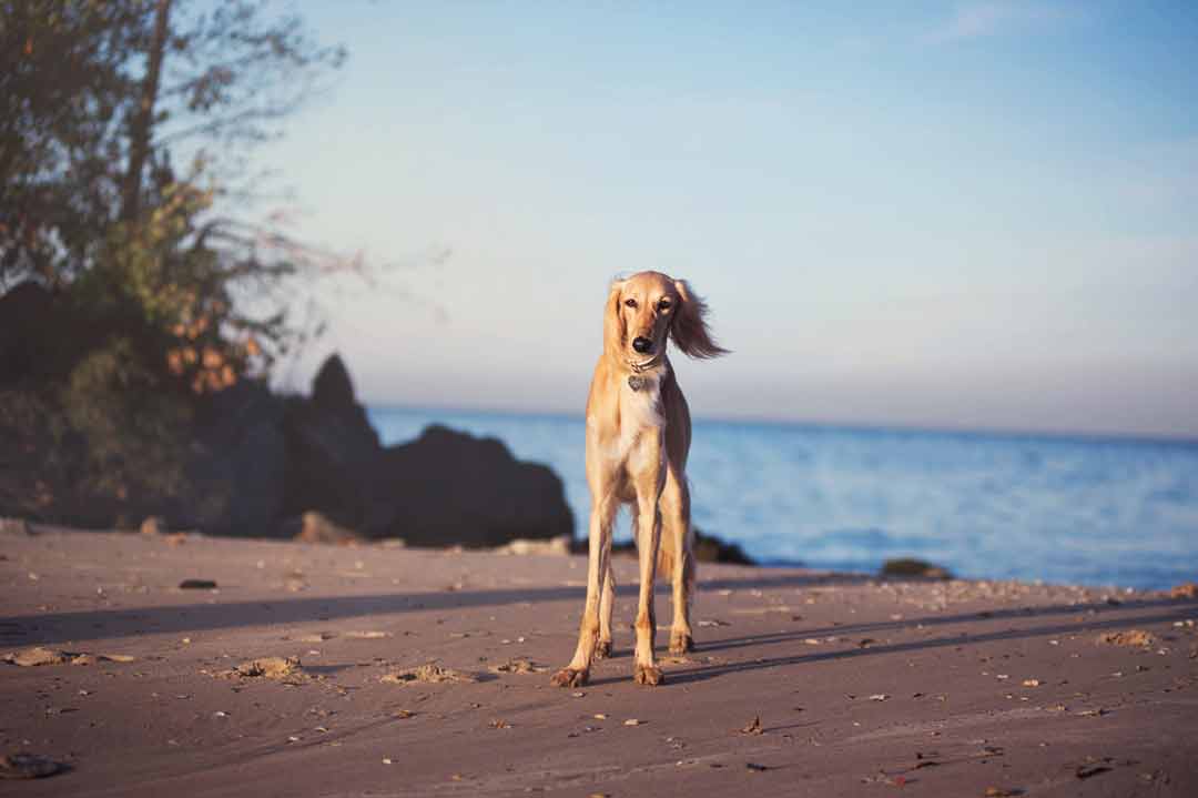 Der Saluki ist einer der teuersten Hunde der Welt.