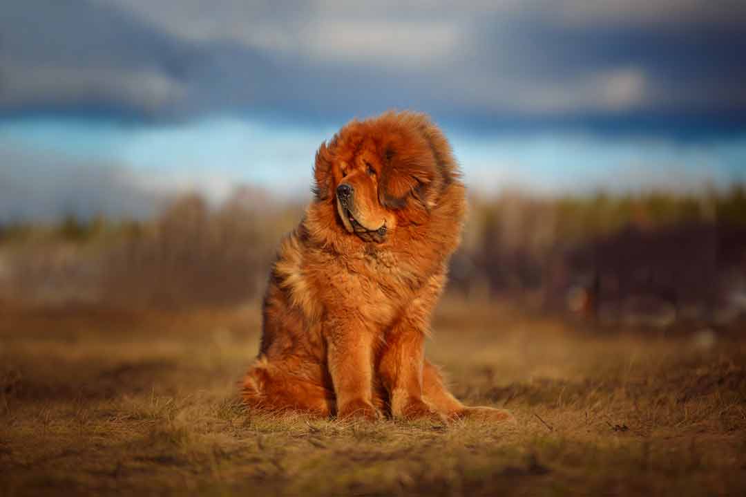 Die Tibet-Dogge könnte glatt als Bär durchgehen.