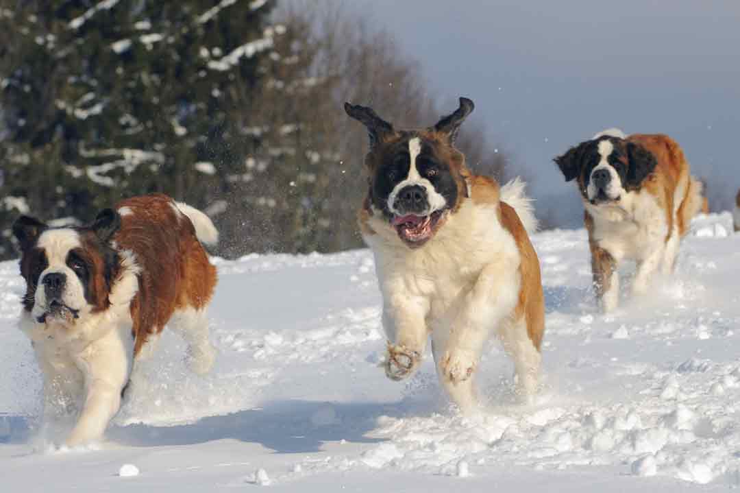 Bernhardiner toben im Schnee.