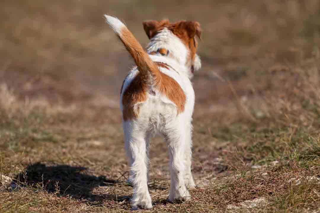 Ein Hund mit Blähungen geht spazieren.