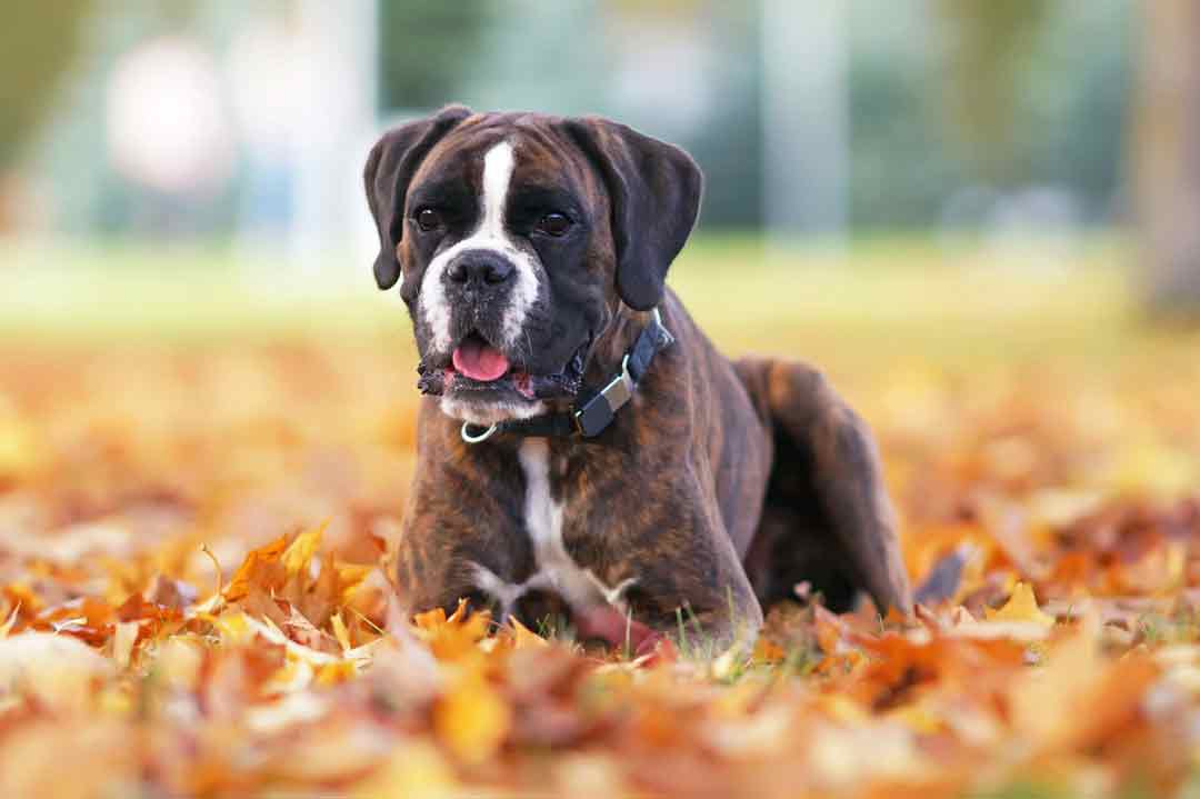 Boxer als Anfängerhund