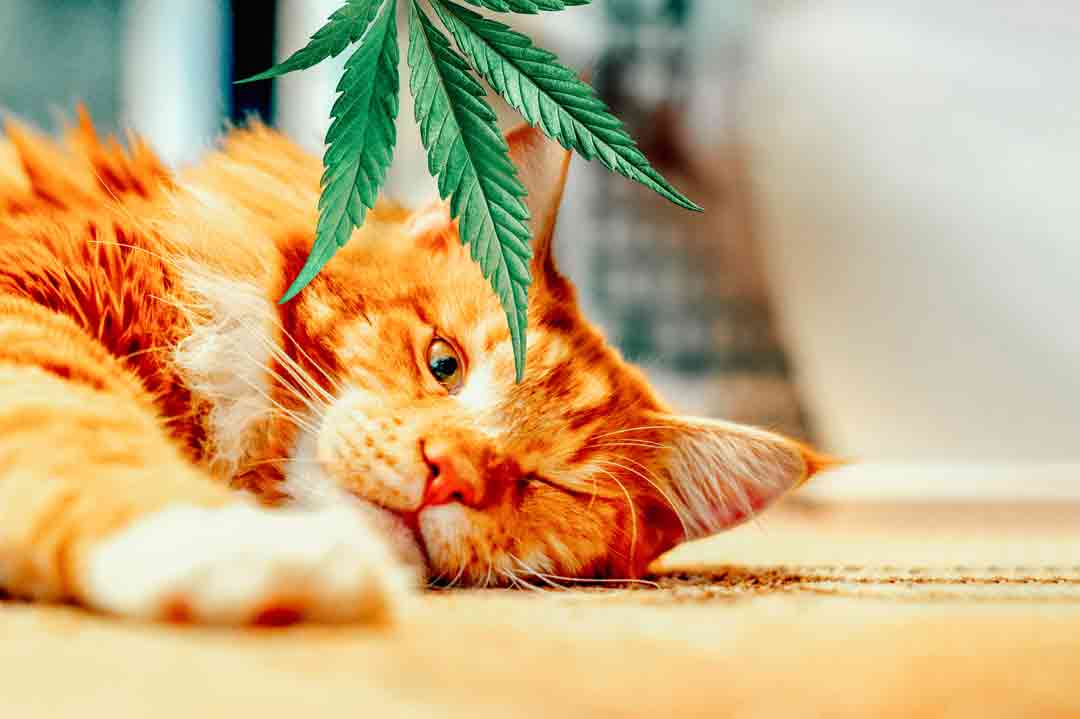 Viele Katzenhalter haben gute Erfahrungen mit CBD für Katzen gemacht.