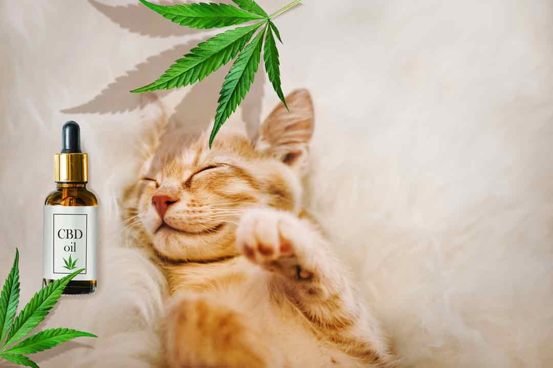 Entspannte Katze dank CBD-Öl