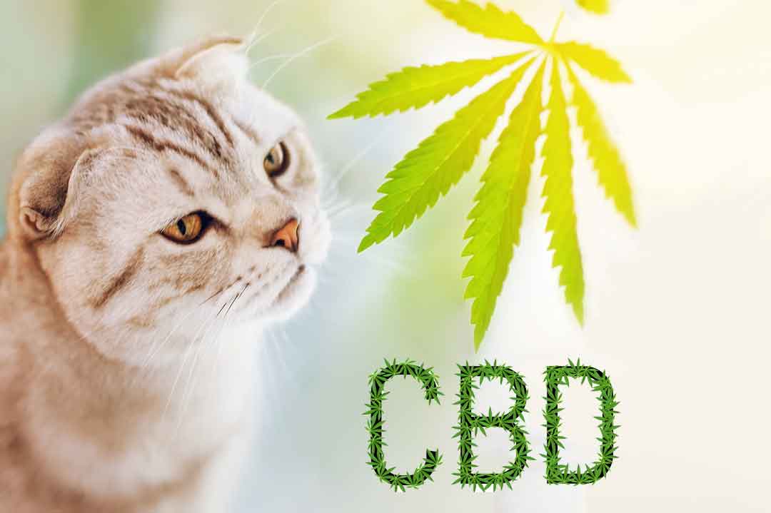 CBD-Öl für Katzen kann auch bei Angst helfen.