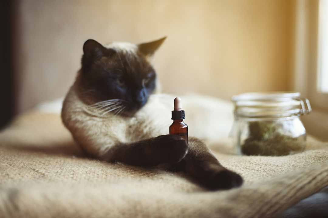 CBD-Öl für Katzen hilft vielen Tieren bei Angst an Silvester.