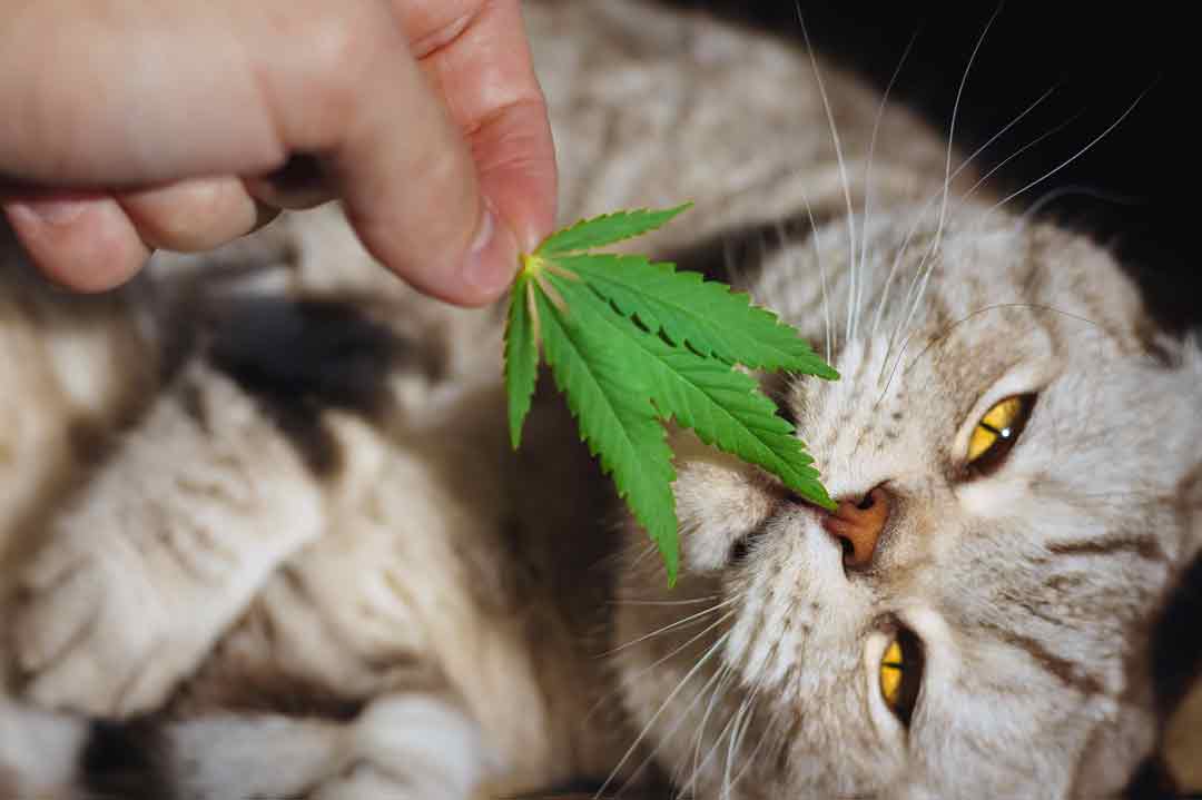 CBD-Öle für Katzen können bei verschiedenen gesundheitlichen Problemen helfen.