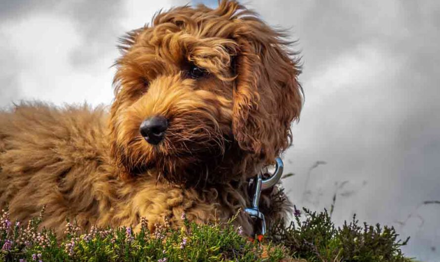 Cockapoo: Charakter, Pflege und Haltung