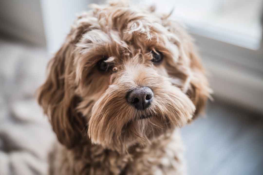 Der Cockapoo sollte regelmäßig zum Hundefriseur gebracht werden.