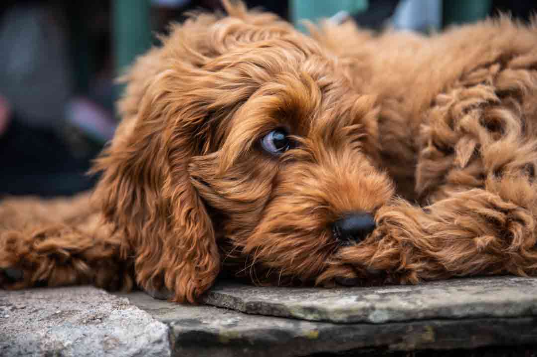 Ein niedlicher Cockapoo ruht sich aus.