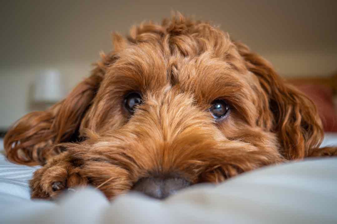 Ein Cockapoo liegt auf dem Bett und schaut seinen Menschen an.