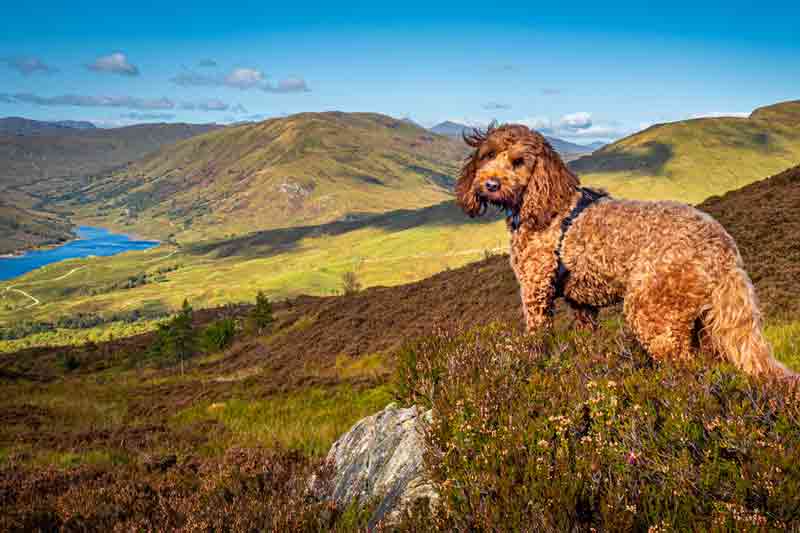 Mit einem Cockapoo kann man auch wunderbar wandern.