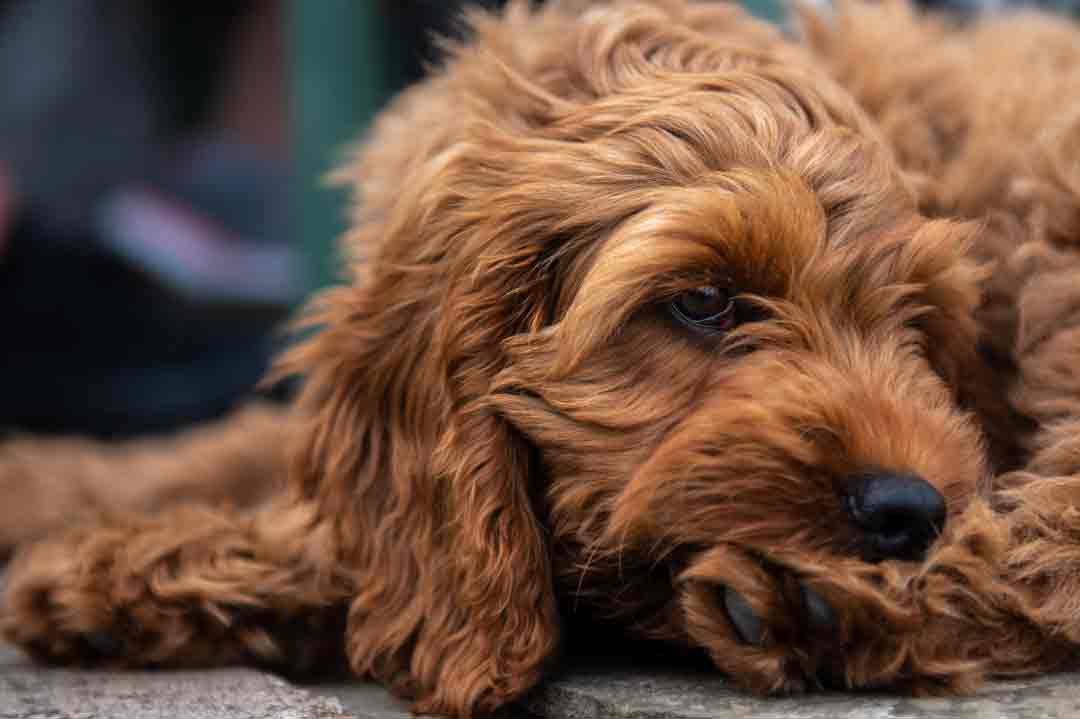 Ein wuschelig-kuscheliger Cockapoo.