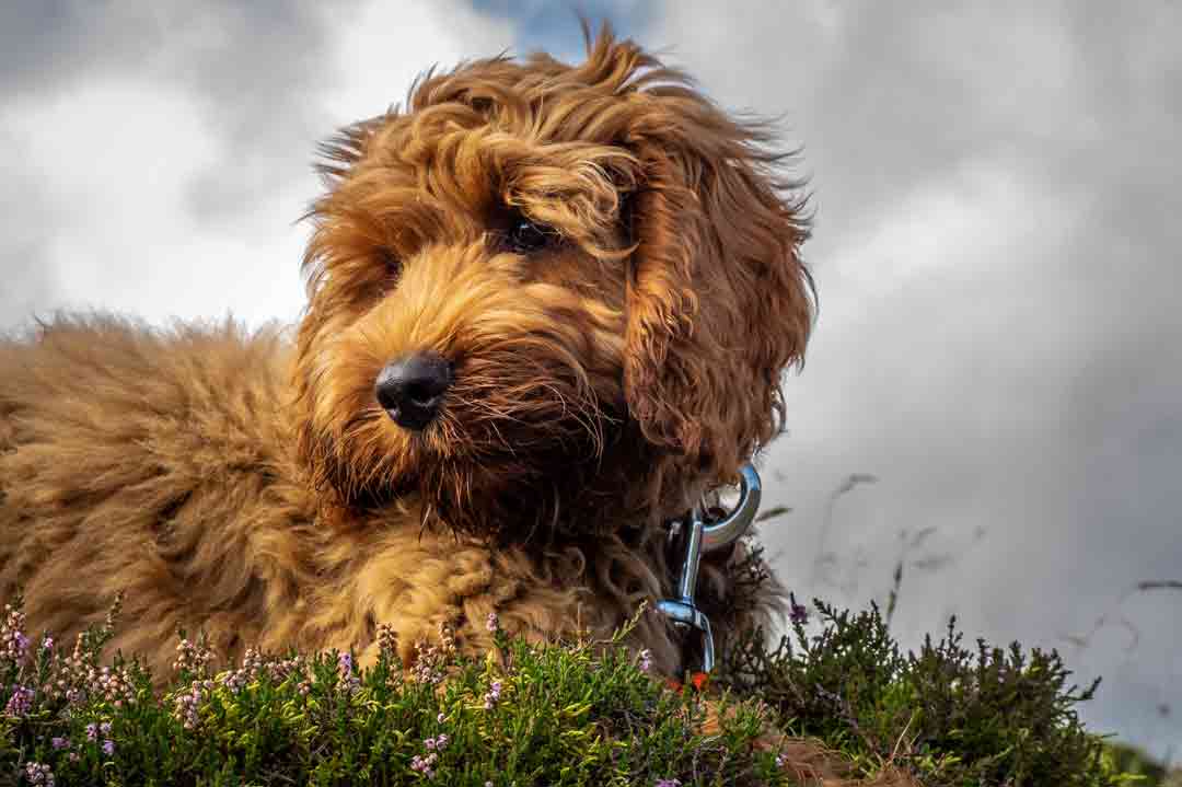 Der Cockapoo ist eine Hybridrasse aus Pudel und Cocker Spaniel ... und unendlich süß!