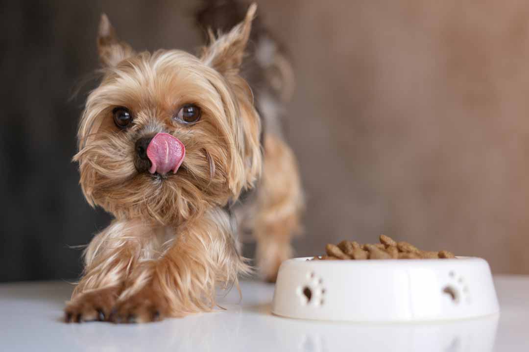 Ein Yorkshire-Terrier in der Gebetshaltung