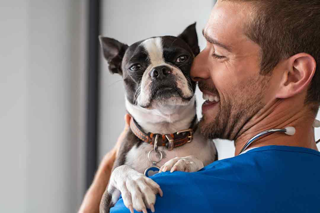 Ein Hund mit Blähungen beim Tierarzt