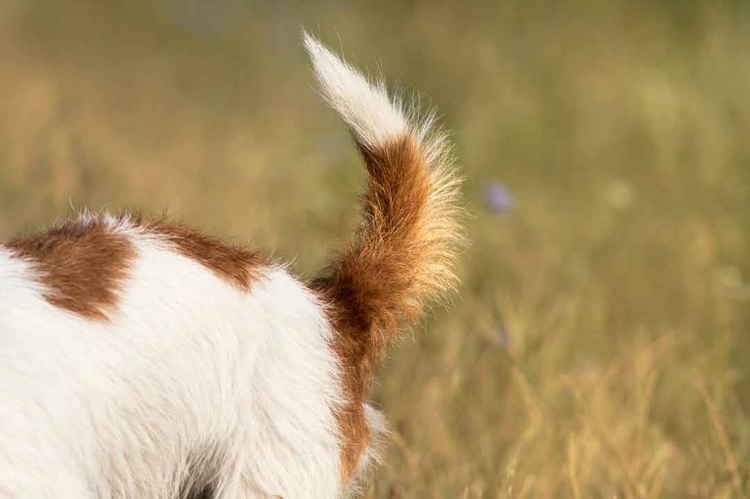 Der Schwanz eines Hundes mit Blähungen