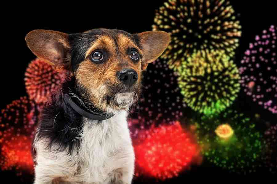 Hunde haben oft Angst an Silvester